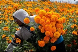 productores locales de Morelos venden flor de cempasúchil en viveros y mercados durante la temporada del Día de Muertos