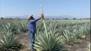 productores de mezcal en Morelos defendiendo la denominación de origen ante impugnación de Oaxaca