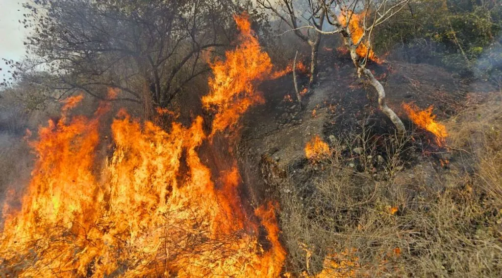 Sanciones por incendios en Morelos con imagen conceptual de bosque protegido y humo tras incendio forestal controlado