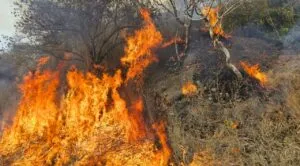 Sanciones por incendios en Morelos con imagen conceptual de bosque protegido y humo tras incendio forestal controlado