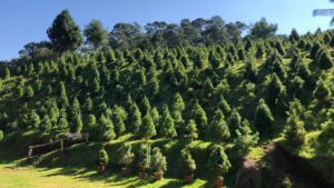 Pinos naturales en un bosque de Morelos listos para corte durante la temporada de árboles de navidad.