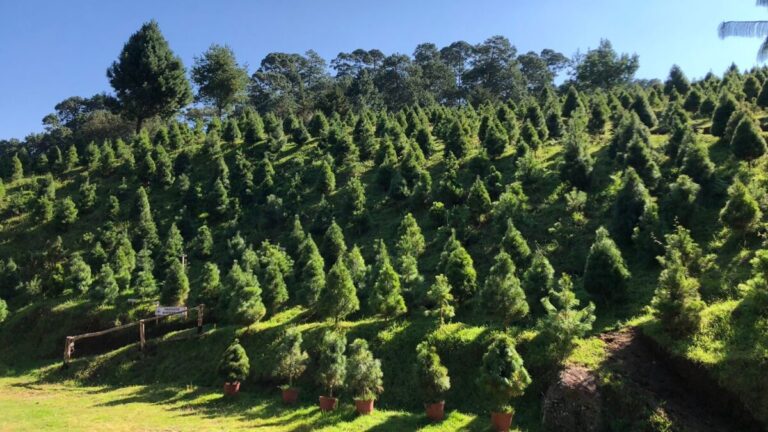 Pinos naturales en un bosque de Morelos listos para corte durante la temporada de árboles de navidad.