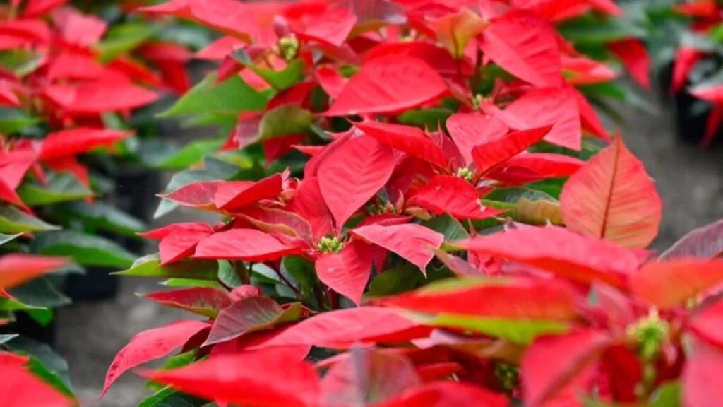 Productores de Morelos exhiben plantas de nochebuena durante la Expo Venta en Conaplor