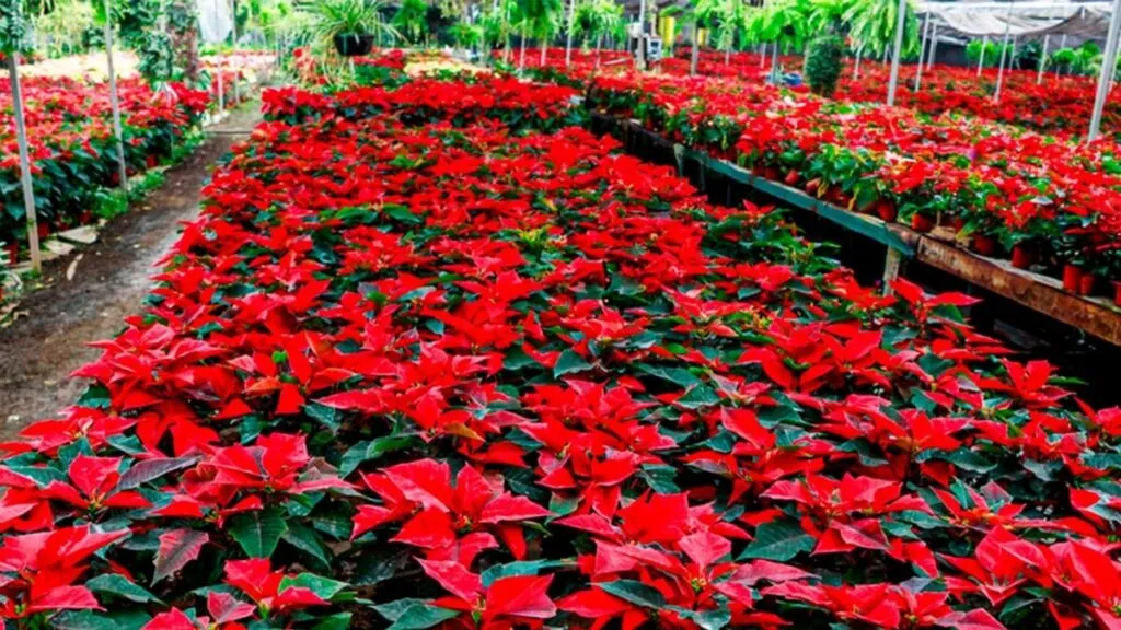 Flor de nochebuena cultivada en viveros de Morelos durante la temporada navideña.