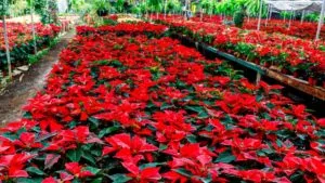 Flor de nochebuena cultivada en viveros de Morelos durante la temporada navideña.