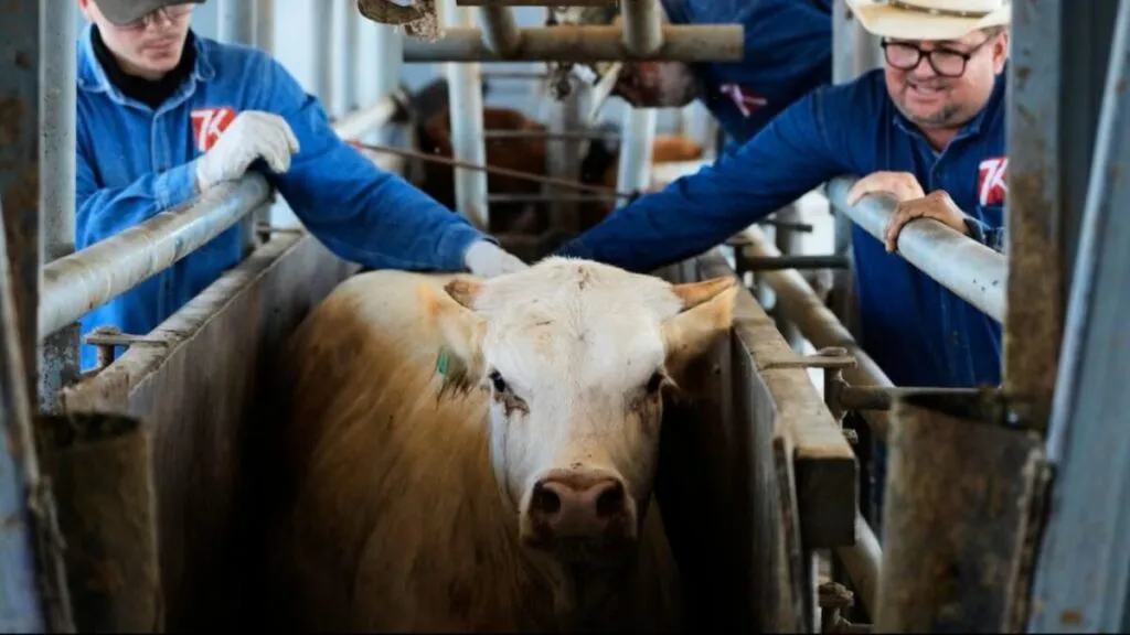 Ganado sometido a inspección sanitaria en protocolos contra el gusano barrenador en México