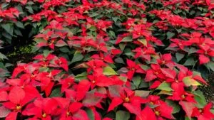 Productores de Morelos cultivan flor de nochebuena durante temporada decembrina