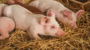 México restablece aranceles a carne, arroz y leche desde enero para apoyar productores y ajustar su política comercial nacional.