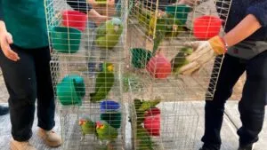 Autoridades federales aseguran aves silvestres durante un operativo ambiental en un tianguis de Yecapixtla, Morelos.