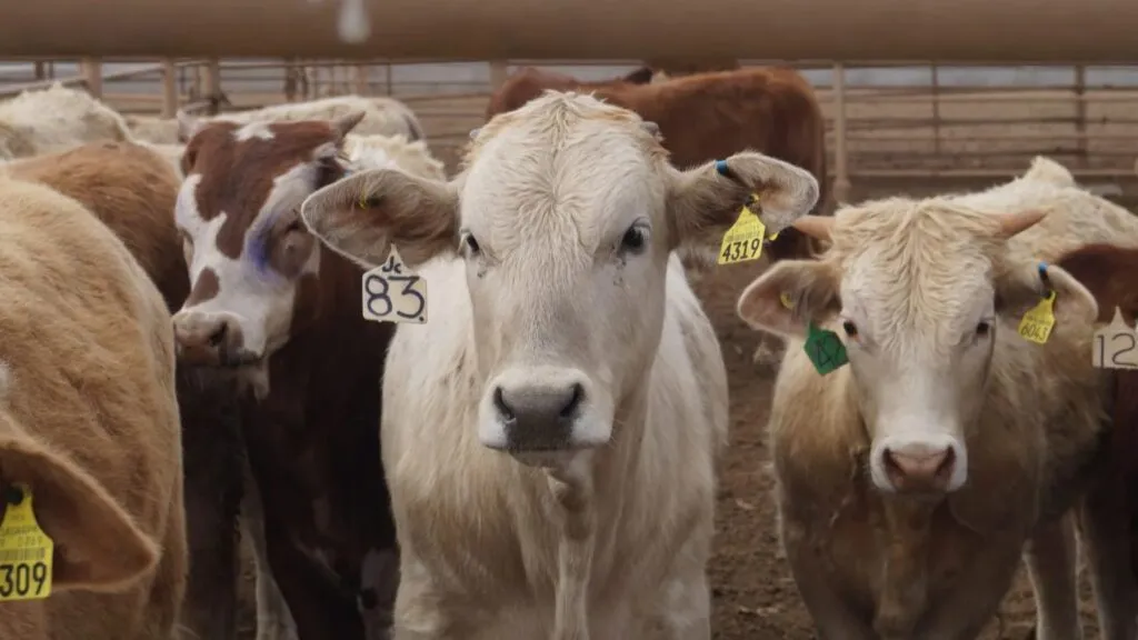 Sader reporta 492 casos activos de gusano barrenador y concentra vigilancia en 13 estados con moscas estériles y control de movilización.