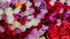 Cultivo de rosa en Morelos con invernaderos, producción local y flor de corte para mercados nacionales