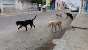 Jauría de perros provoca ataque a adulta mayor en Cuautla y obliga a autoridades a retirar animales y reforzar medidas sanitarias