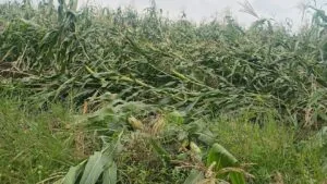 Productores de maíz en Yecapixtla con apoyo parcial tras daños por granizo