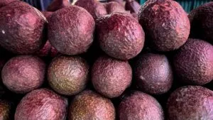 Aguacate producido en Morelos como símbolo de consumo local, agricultura responsable y apoyo al campo estatal