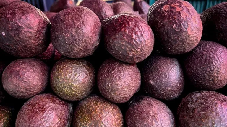 Aguacate producido en Morelos como símbolo de consumo local, agricultura responsable y apoyo al campo estatal