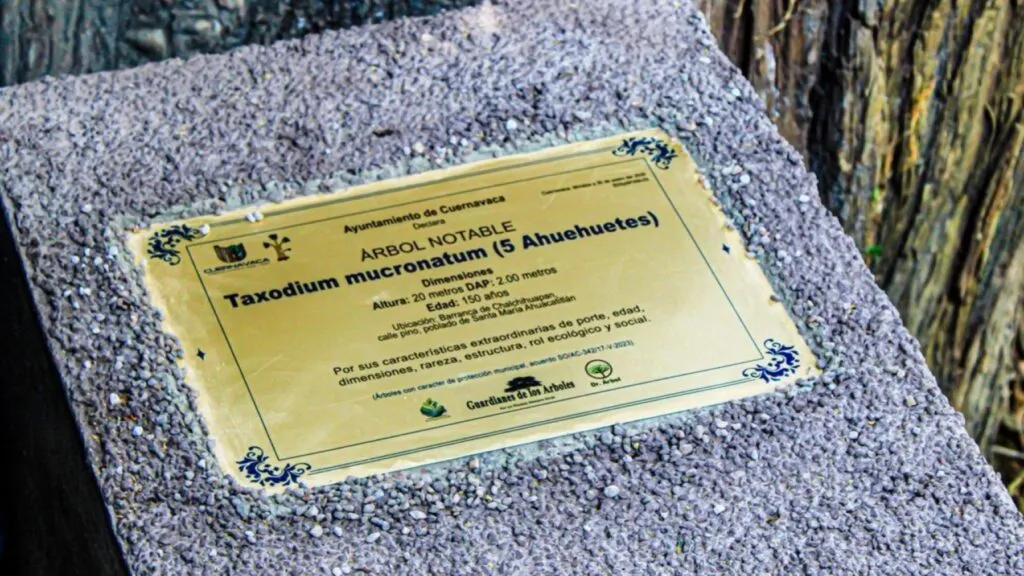 Ahuehuetes declarados Árboles Patrimoniales en la barranca de Chalchihuapan en Cuernavaca