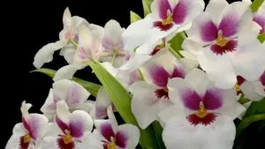 Sector ornamental de Morelos impulsa vínculos con empresas europeas de floricultura y mejora genética