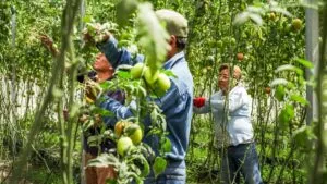 Historia de Doña Vicenta y la defensa comunitaria del Área Natural Protegida El Texcal en Jiutepec, Morelos.