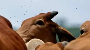 estrategia sanitaria de México para combatir el gusano barrenador en el ganado mediante liberación de moscas estériles