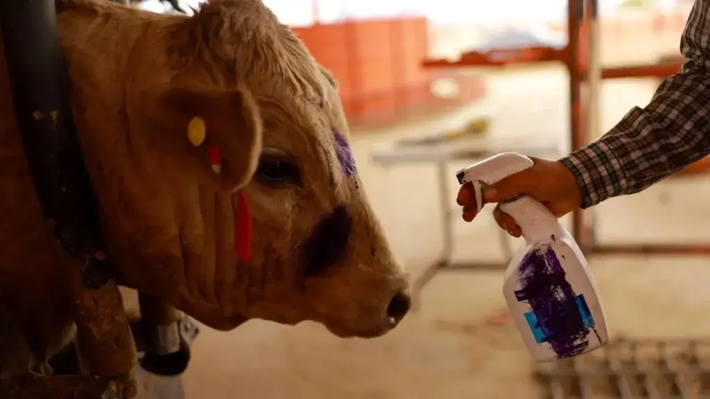 gusano barrenador detectado en Morelos afecta al ganado y genera alerta sanitaria en municipios