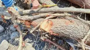 Profepa clausura predio en Morelos por tala ilegal y daño ambiental en zona forestal