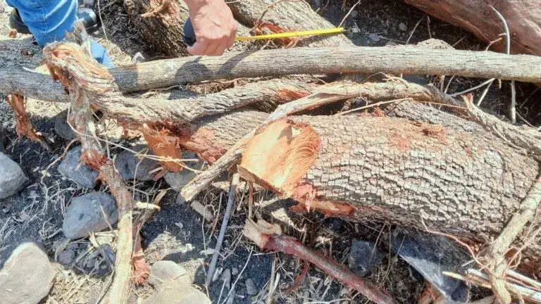 Profepa clausura predio en Morelos por tala ilegal y daño ambiental en zona forestal