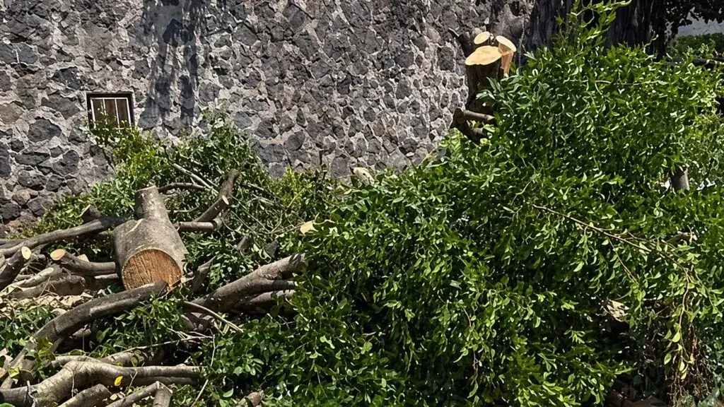 Tala de árboles en Cuernavaca con retiro de vegetación y críticas por decisiones del Ayuntamiento