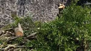 Tala de árboles en Cuernavaca con retiro de vegetación y críticas por decisiones del Ayuntamiento