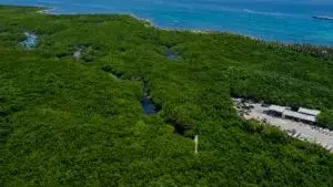 Protestas ambientales contra proyecto turístico cerca de Mahahual y zonas de manglar en Quintana Roo