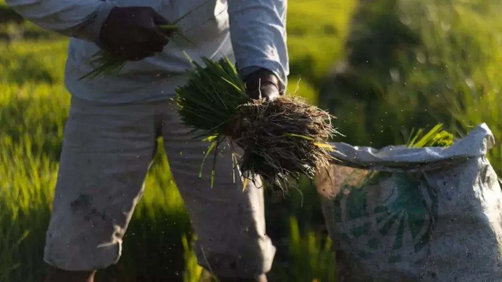 Arroceros trabajando en campos de arroz rodeados por urbanización y viviendas en Cuautla