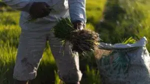 Arroceros trabajando en campos de arroz rodeados por urbanización y viviendas en Cuautla