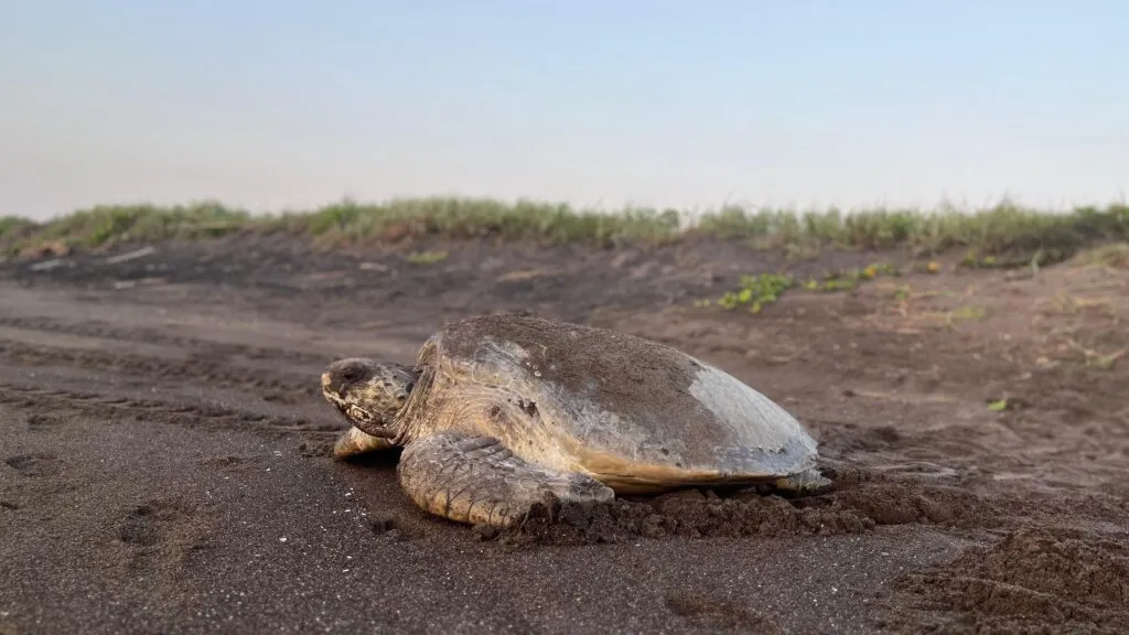 temporada de anidación de tortugas marinas en Veracruz