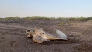 temporada de anidación de tortugas marinas en Veracruz