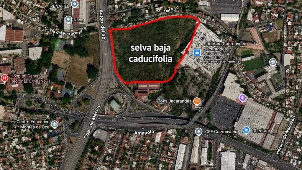 Protección de la selva baja caducifolia ante el avance inmobiliario en Cuernavaca y Morelos