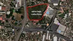 Protección de la selva baja caducifolia ante el avance inmobiliario en Cuernavaca y Morelos
