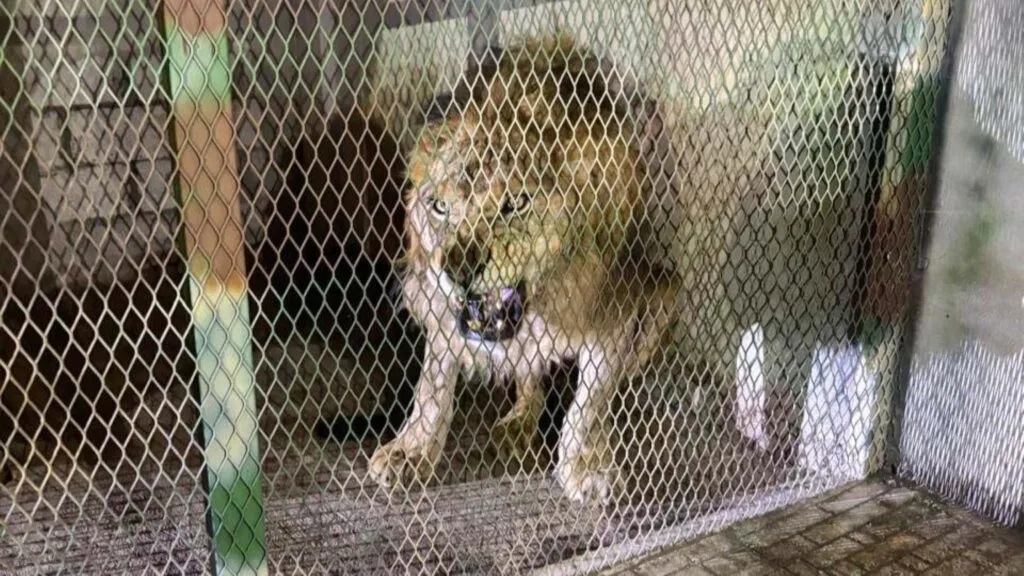 León africano localizado con probable desnutrición durante un cateo en Tequesquitengo