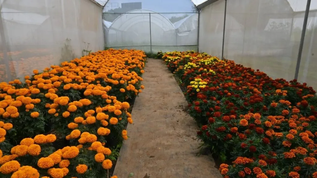 Estudiantes de la UAEM venden flores de Cempasúchil cultivadas en Morelos desde 15 pesos para las celebraciones del Día de Muertos