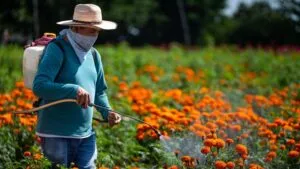 Producción de cempasúchil en Morelos para la celebración del Día de Muertos