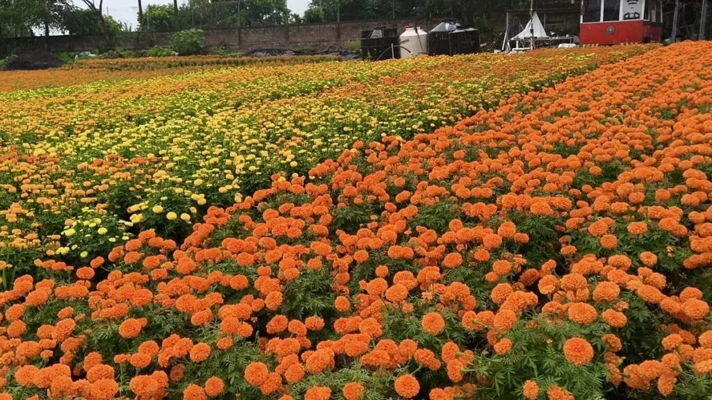 Cultivo de cempasúchil en Morelos previo al Día de Muertos